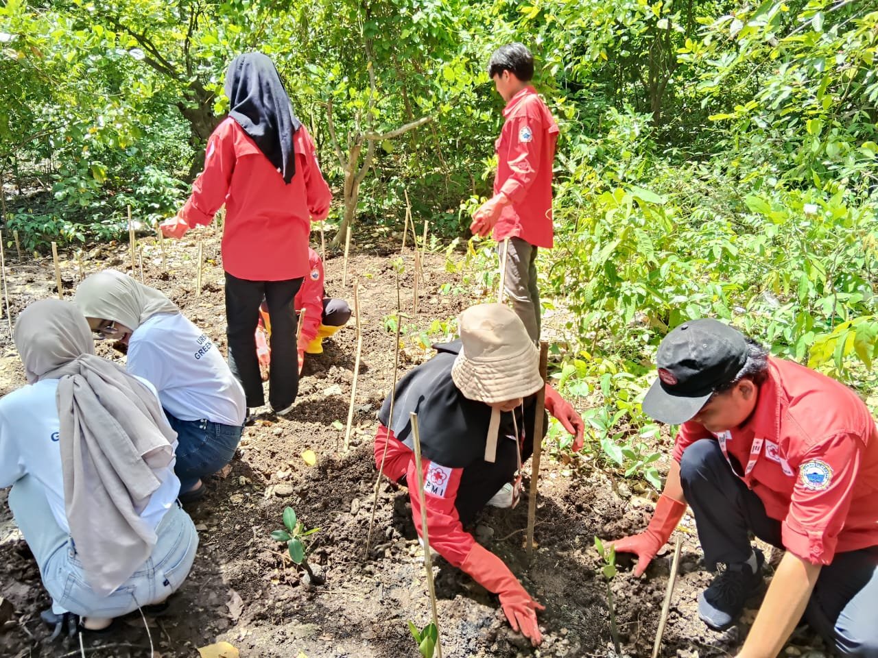 Gandeng PMI dan Instansi Terkait, Kang Nong Cilegon Tanam 1.200 Pohon Mangrove di Pulau Merak Besar